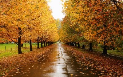 Exploring the Hidden Gems: 25 Charming Country Towns in New South Wales