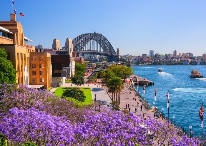 Sydney’s Purple Reign: Your Ultimate Guide to the Jacaranda Season